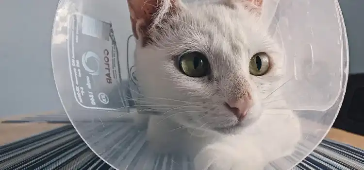 How to Keep a Cat from Scratching a Neck Wound