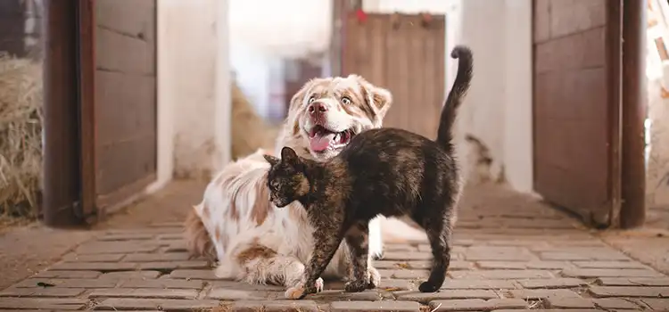 How to Stop Cat from Nursing on Dog
