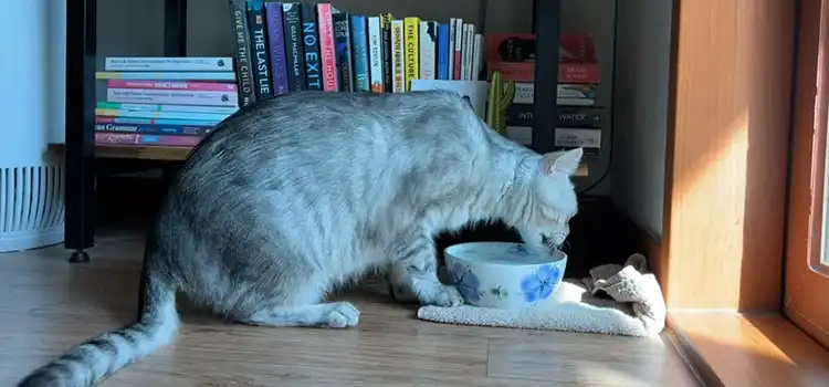Why Does My Cat Keep Tipping His Water Bowl?