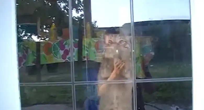 can cat claws scratch glass