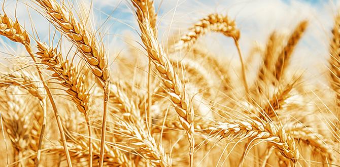 grain free cat food review