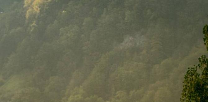 natural cat food ingredients natural cat food ingredients