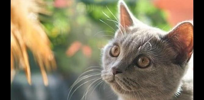 odor control cat litter comfortable